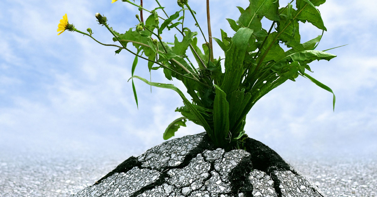 foto de uma planta crescendo no asfalto, ela cresce rompendo o asfalto